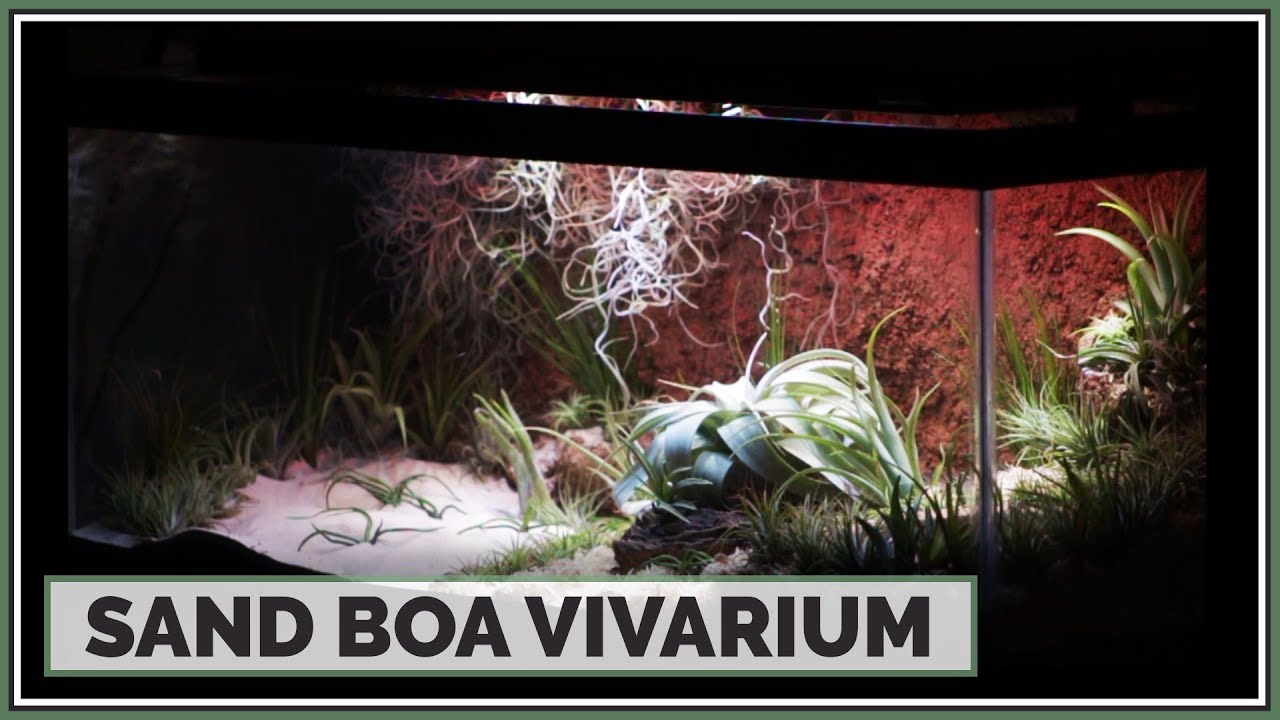 how-to-restore-my-backup-without-a-ledger-wallet Building a Kenyan Sand Boa Vivarium