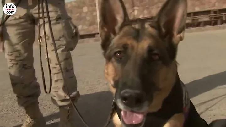 Fox y Tapón, dos perros detectores de explosivos en la Base Miguel de Cervantes en Líbano