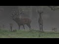 Amazing misty morning during Red deer rut in Kilarney National Park-Ireland