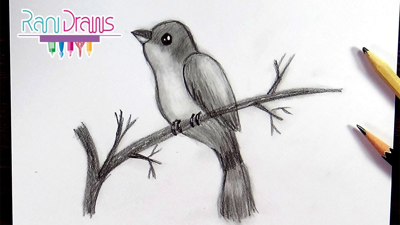 Cómo dibujar un AVE con LÁPIZ - How to draw a BIRD with PENCIL - thptnganamst.edu.vn