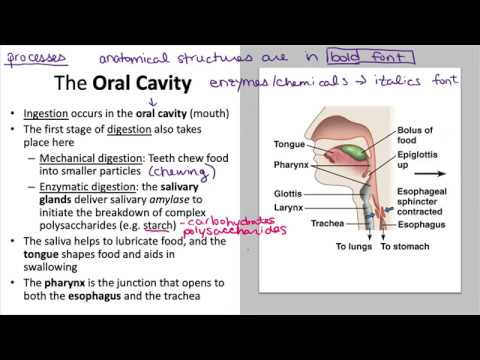 Digestive system recording - YouTube