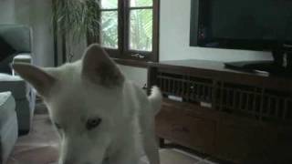 Siberian Husky Nikita Howling