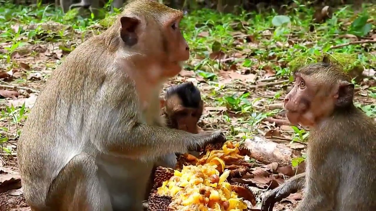 Monkey Grab In Cambodia Good All Monkeys In Khmer 