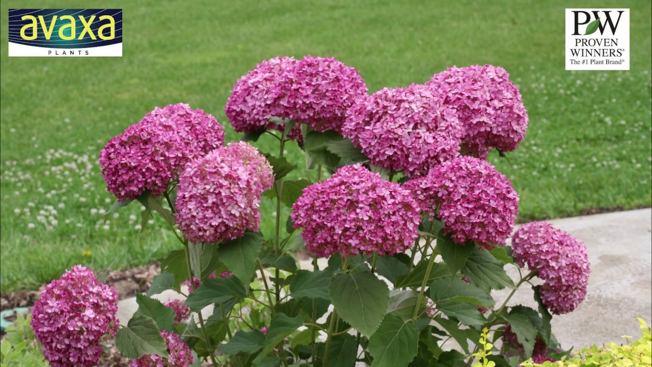 buy peony plants Peony Lorelei