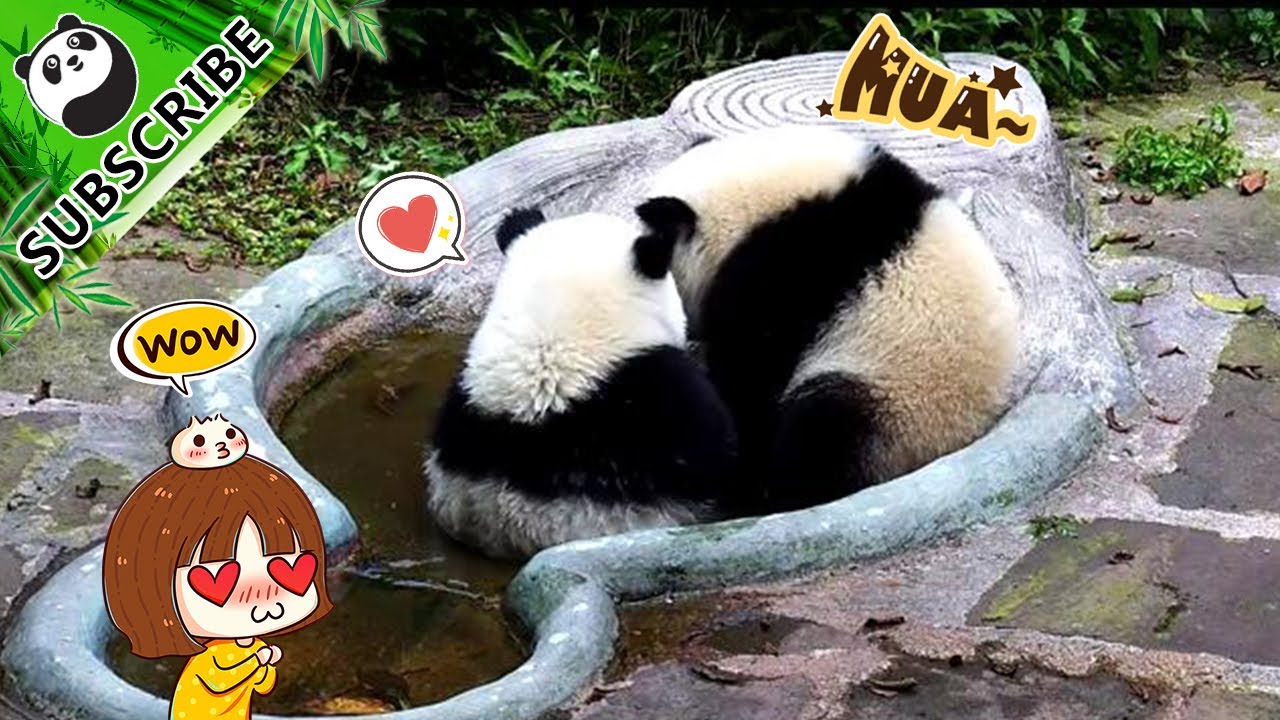 Pandas' nice bathing pool iPanda YouTube