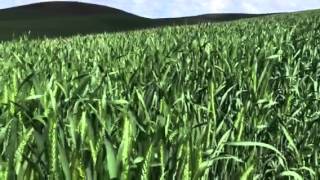 NuCal™ Growth Response in Wheat