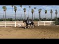 Steeles strawberry pf warmblood sport horse for sale