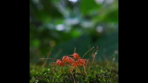 oecophylla smaragdina  | macro shots 19 | asian weaver ants | #shots | #ants | #macrovideography