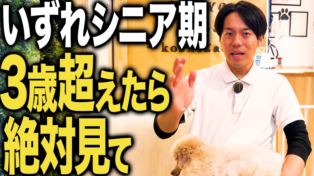 シニア犬の暮らし完全ガイド｜急な変化の観察・環境づくり・夜のケアを動画で見る