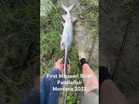 #paddlefish #dinosaur #bigfish
