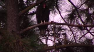 Condor or Giant Turkey Vulture?