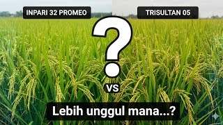 Inpari 32 Promeo Vs Trisultan 05 Lebih Unggul Yang Mana...?