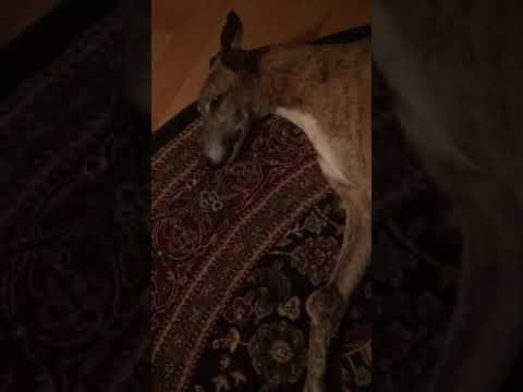 Βίντεο: Οστεοσάρκωμα στα σκυλιά