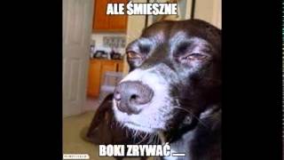 Śmieszne memy o psach :D