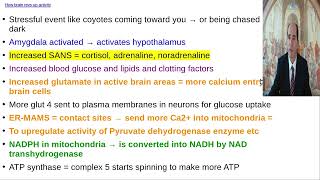 How brain revs up energy in stress?