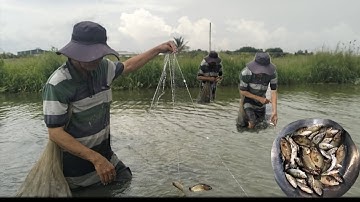 Hai cha con em đi giăng lưới trúng mánh bầy cá rô đồng 🐟