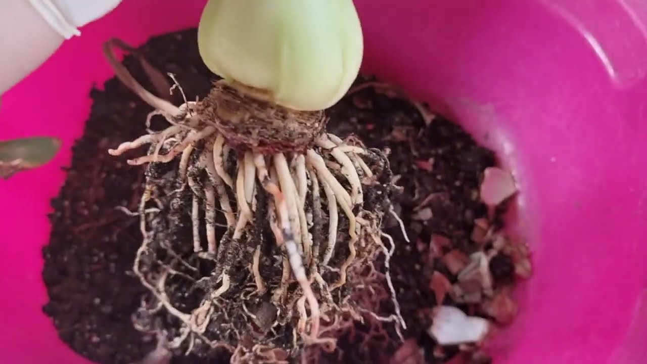 что такое копыто гиппеаструма и когда его надо срезать