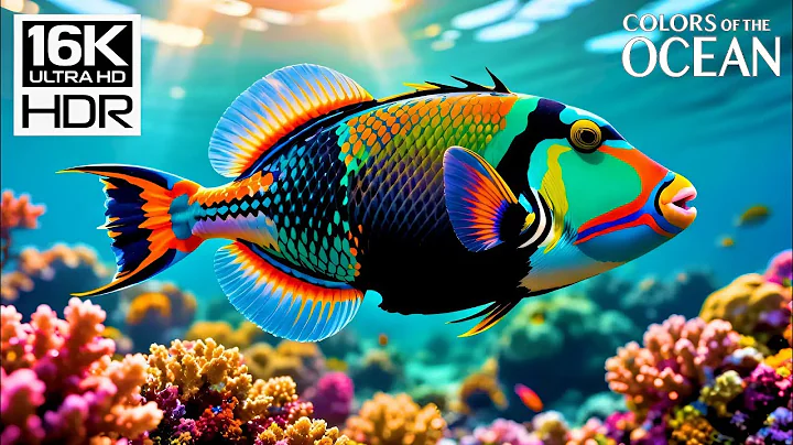 🐚 Deep Sea Dreams 16K HDR 🌊 Vibrant Coral Reefs & Gentle Ocean Sounds – Calming Sleep Music