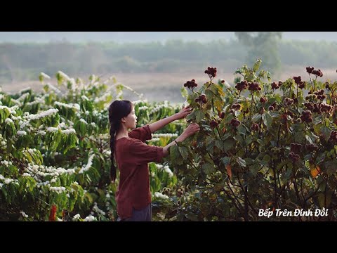 Cây Điều Màu Thực Phẩm - Thu Hoạch Hạt Điều Màu, Loại Hạt Giàu Dinh Dưỡng |Curry seeds create a color for the dish !