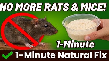 How to Get Rid of Mice and Rats Within 60 seconds | No Poison or Traps Needed!