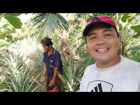 Video: Paano Mag-imbak Ng Pinya