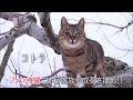 猫づくしの至福の時間がここに！NHK BSプレミアの人気番組『岩合光昭の世界ネコ歩き』、劇場版公開決定