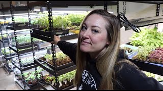 May Seedling Room Tour : Flower Hill Farm