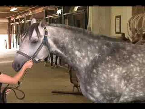 Inside Reining From Waggoner Ranch