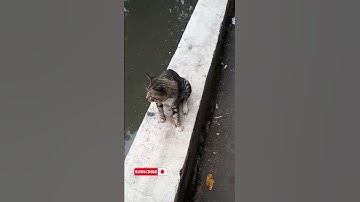 Kucing lucu||kucing jalanan #shorts #kucing #kucinglucu #suarakucing