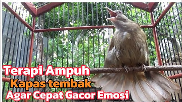 Terapi Ampuh Kapas Tembak Agar Cepat Gacor Buka Ekor Paling Ampun, Masteran Handal Kapas tembak