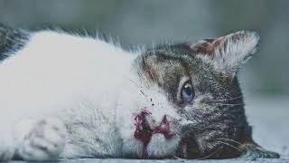Уродливый кот Уродливый кот
