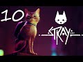 Stray | Воссоединение семьи | 10