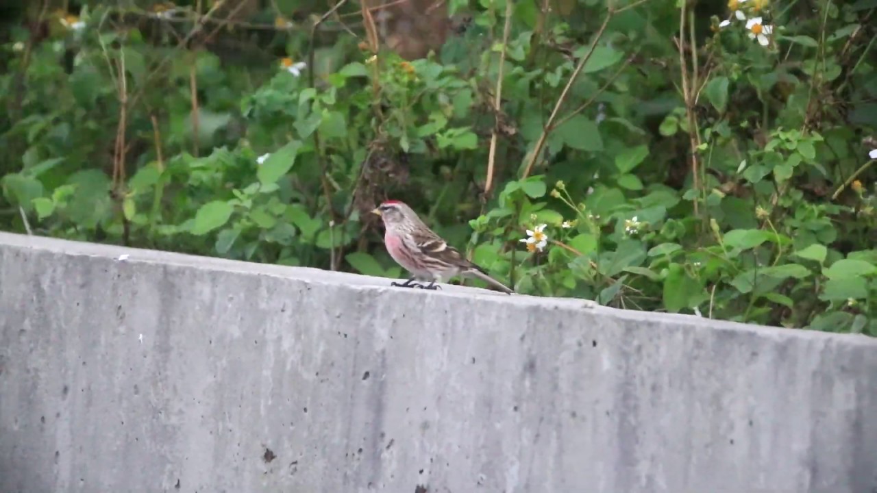 Common redpoll, 普通朱頂雀、朱頂雀, ベニヒワ