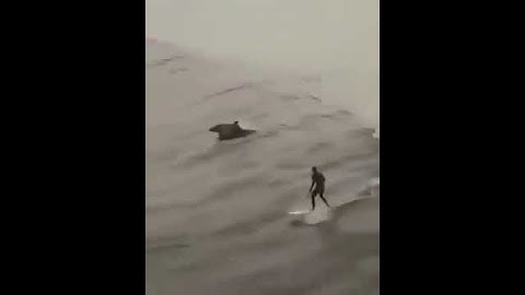 Amazing Surfer and dolphins !