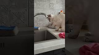 моя кошка борется с водой :), но канал всё равно мертв