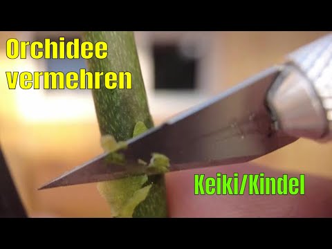 Video: Vermehrung von Orchideen aus Keikis - Erfahren Sie mehr über das Pflanzen von Orchideen mit Keiki