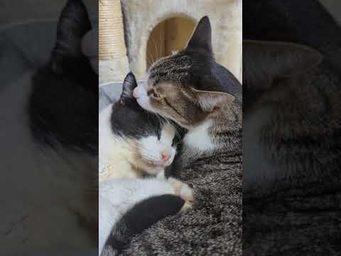 猫の朝だよ - Cats good morning - #Shorts