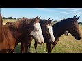 Visita a Punta Ci Ranch - Criadero de caballos Cuarto de Milla de Reining