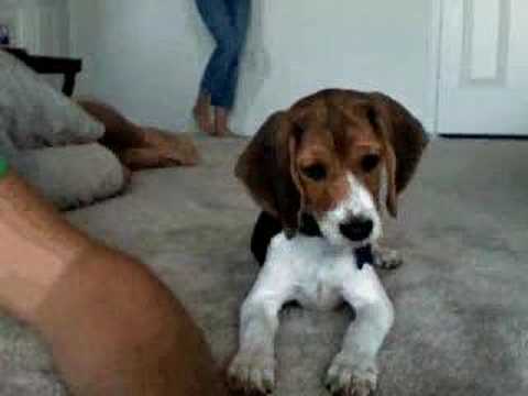 Bella the Beagle listens to the Mac