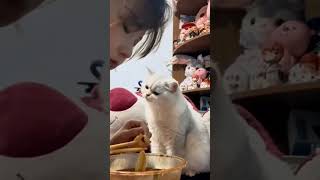 Cat compilation Catds #9