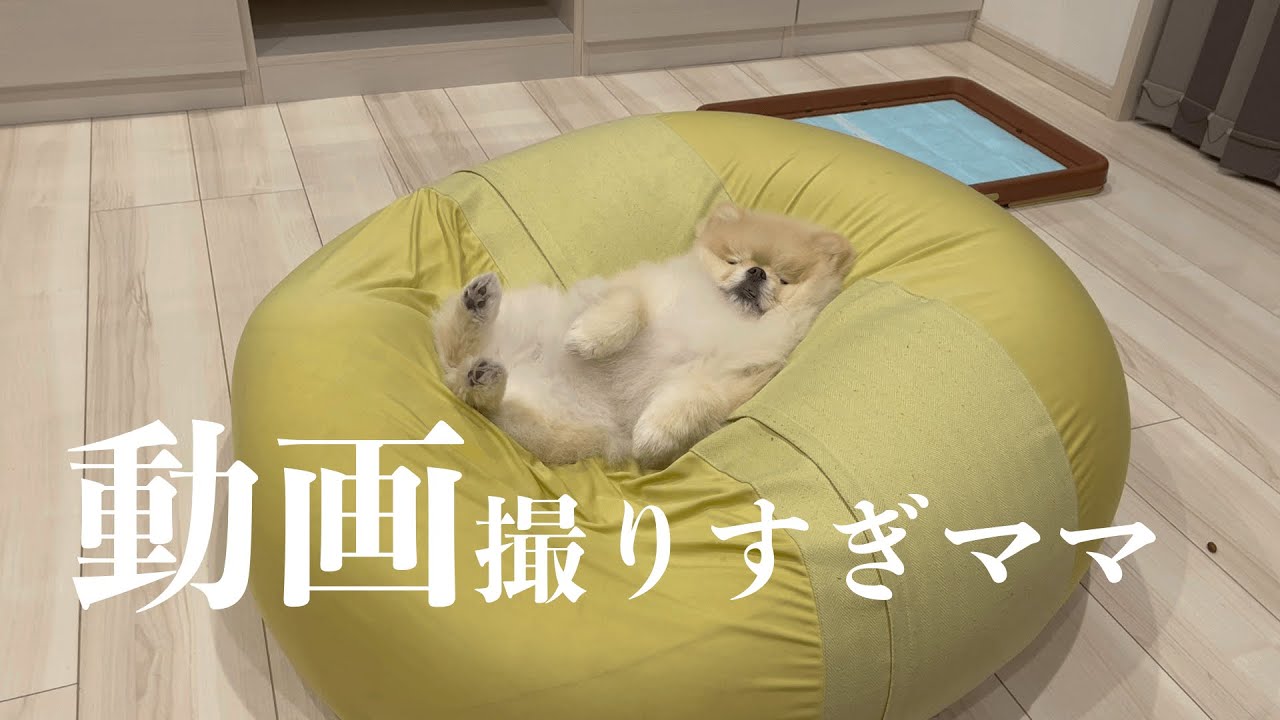 ポメラニアンまめこの動画撮りすぎママ、スマホ機種変する