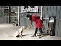 Labor dog trainingsbest dog trainerspotlight tamilsit stand