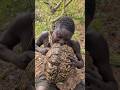 this is the advantages of eating tortoise meat