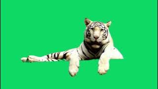 GREEN SCREEN WHITE TIGER ANIMATED HD | FREE TO USE GRAPHICS ANIMATIONS