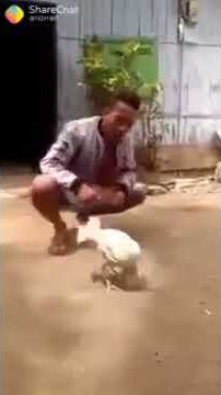 Chicken does summersault