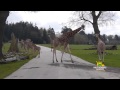 Tre girafkalve kom på Savannen for føste gang
