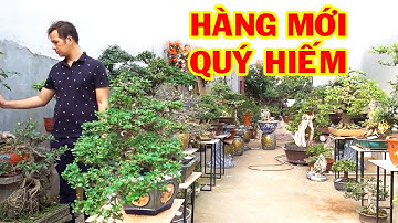 Nhiều cây quý hiếm Mới nhập vườn giá rẻ - cheap bonsai trees