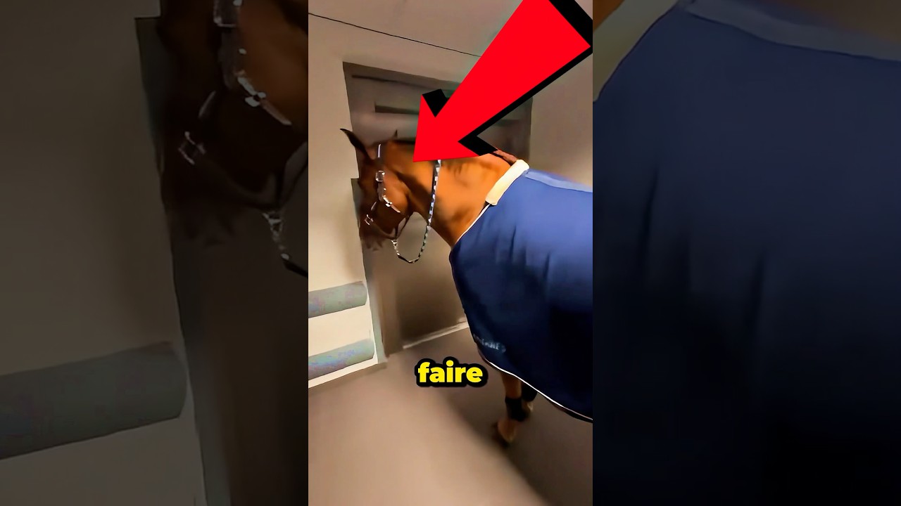 Comment utiliser un ascenseur avec un cheval 😳