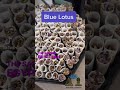 Blue Lotus Dried Flower Herbal Pre Roll Egyptian Lotus Flower mp3