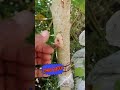 easy way to replace new shoots🌱  #craftworking #grafting #birds #gardening #fruit #plants